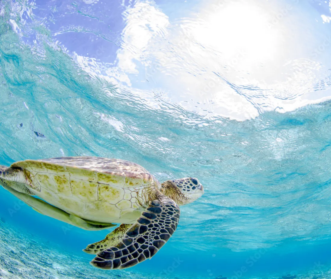 ウミガメの画像